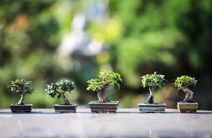 A row of bonsai trees.