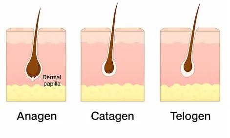 hair life cycle