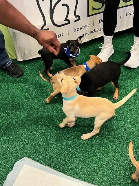 A group of puppies